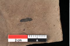 Foto (Detailansicht) von Glyptostrobus ungeri Heer (NHMW-GEO-2024-0188-0188)